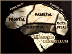 Mld Brain Injury Symptoms - Brain Anatomy