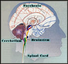 Brain Schematic - Post Concussion Symptoms