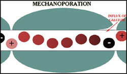 Mechanoporation - Microscopic damage after concussion.