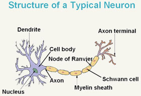 Structure of the Neuron