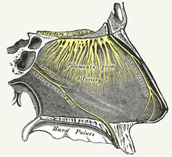 olfactory