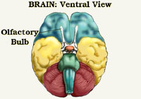 Olfactory Bulb