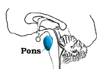 Brain Anatomy Function - Pons