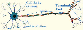 The Neuron - Diffuse Brain Injury