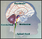 Brain Schematic