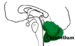 Cerebellum