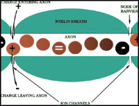 Ion Channels