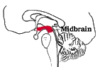Midbrain