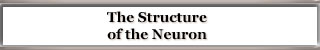 The Structure of the Neuron