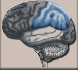 Brain Anatomy