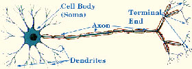 Neuron