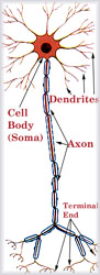 Neuron